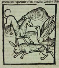 Ibis, falcon & swallows woodcuts, 1497.