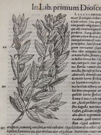 Bay (Laurel) Tree Woodcut. Mattioli, 1554.