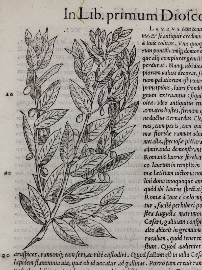 Bay (Laurel) Tree Woodcut. Mattioli, 1554. - Click Image to Close