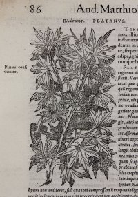 Bay (Laurel) Tree Woodcut. Mattioli, 1554.
