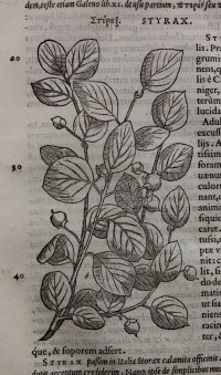 Mattioli. Botanical woodcut 1554 of Styrax.