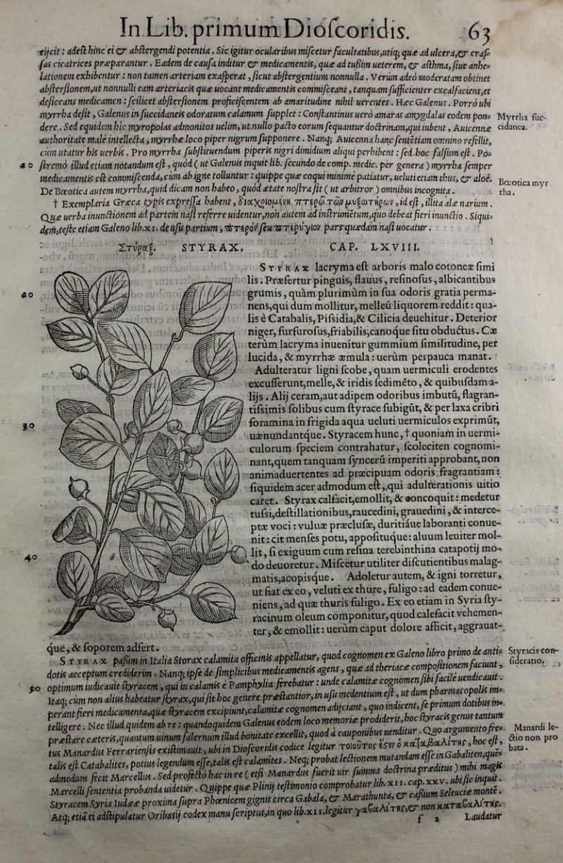 Mattioli. Botanical woodcut 1554 of Styrax. - Click Image to Close