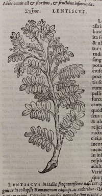 Botanical woodcut, Mastic Tree. Mattioli, 1554