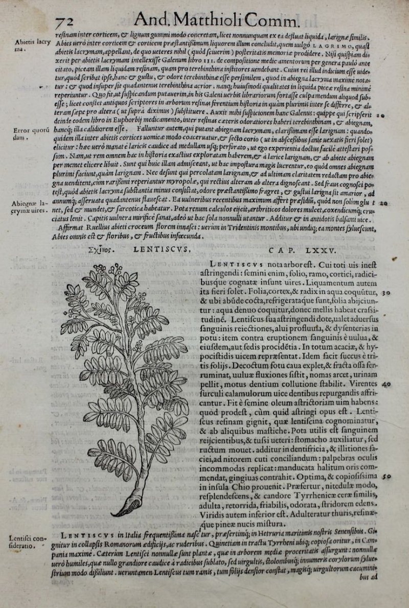 Botanical woodcut, Mastic Tree. Mattioli, 1554 - Click Image to Close