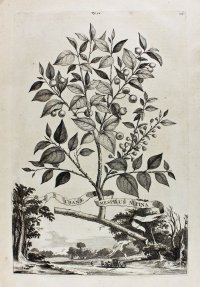 Common Medlar. Munting botanical engraving 1696.