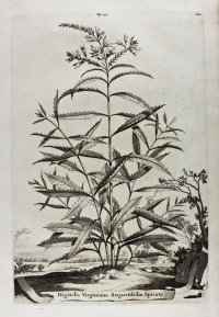 Digitalis - Foxglove. Botanical engraving, 1696.