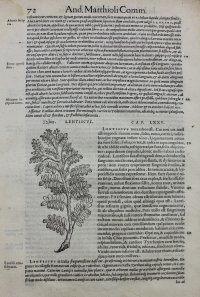 Botanical woodcut, Mastic Tree. Mattioli, 1554